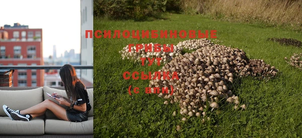 PSILOCYBIN Армянск